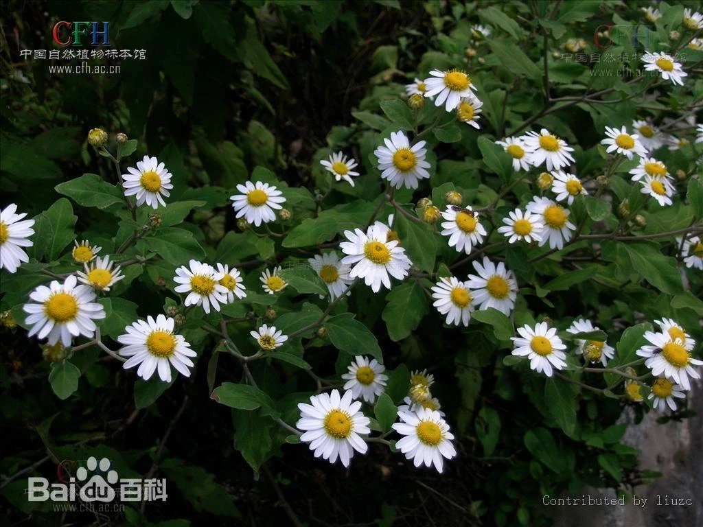 《魔王在学院的生活》201～300 第260话插图（3）