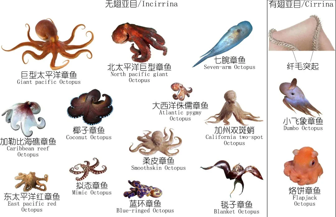 《与成为vtb的好友一同努力的故事》正文 第二年 冬 第107话 去水族馆玩咯插图(2)